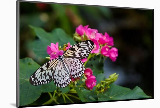 Butterfly pollinating flower in a garden, Butterfly Rainforest, Gainesville, Florida, USA-null-Mounted Photographic Print