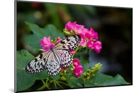 Butterfly pollinating flower in a garden, Butterfly Rainforest, Gainesville, Florida, USA-null-Mounted Photographic Print