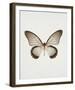 Butterfly Press-Irene Suchocki-Framed Giclee Print