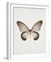 Butterfly Press-Irene Suchocki-Framed Giclee Print