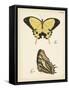 Butterfly Profile II-Vision Studio-Framed Stretched Canvas