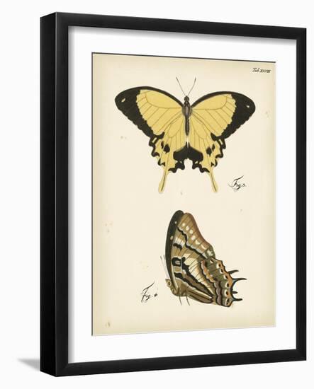 Butterfly Profile II-Vision Studio-Framed Art Print