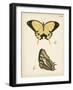 Butterfly Profile II-Vision Studio-Framed Art Print