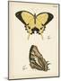 Butterfly Profile II-Vision Studio-Mounted Art Print