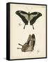 Butterfly Profile III-Vision Studio-Framed Stretched Canvas