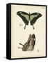 Butterfly Profile III-Vision Studio-Framed Stretched Canvas
