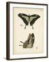 Butterfly Profile III-Vision Studio-Framed Art Print