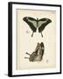 Butterfly Profile III-Vision Studio-Framed Art Print