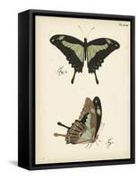 Butterfly Profile III-Vision Studio-Framed Stretched Canvas