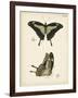 Butterfly Profile III-Vision Studio-Framed Art Print