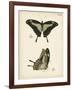 Butterfly Profile III-Vision Studio-Framed Art Print