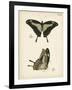 Butterfly Profile III-Vision Studio-Framed Art Print