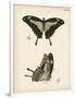 Butterfly Profile III-Vision Studio-Framed Art Print