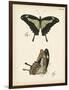 Butterfly Profile III-Vision Studio-Framed Art Print