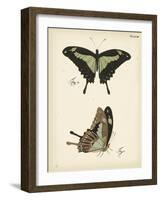 Butterfly Profile III-Vision Studio-Framed Art Print