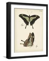 Butterfly Profile III-Vision Studio-Framed Art Print