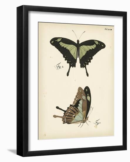 Butterfly Profile III-Vision Studio-Framed Art Print