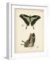 Butterfly Profile III-Vision Studio-Framed Art Print