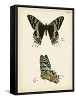 Butterfly Profile IV-Vision Studio-Framed Stretched Canvas