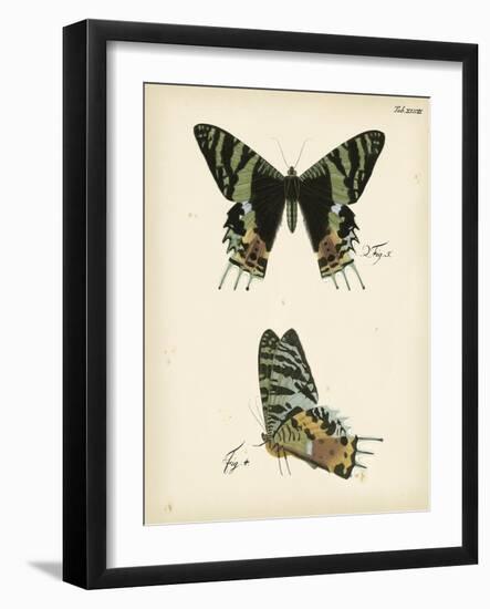 Butterfly Profile IV-Vision Studio-Framed Art Print