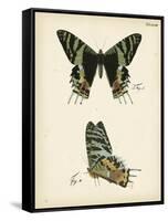 Butterfly Profile IV-Vision Studio-Framed Stretched Canvas