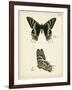 Butterfly Profile IV-Vision Studio-Framed Art Print