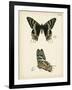 Butterfly Profile IV-Vision Studio-Framed Art Print