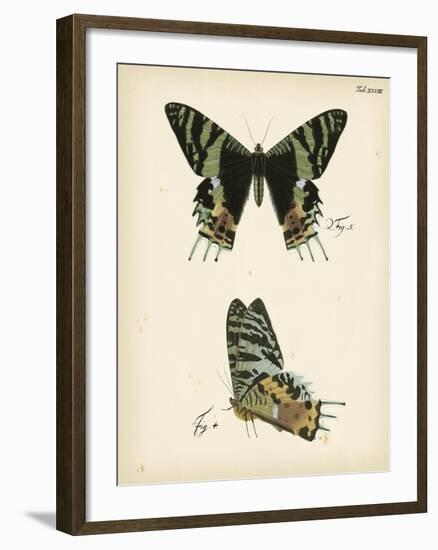 Butterfly Profile IV-Vision Studio-Framed Art Print