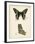 Butterfly Profile IV-Vision Studio-Framed Art Print