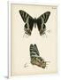 Butterfly Profile IV-Vision Studio-Framed Art Print