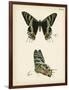 Butterfly Profile IV-Vision Studio-Framed Art Print