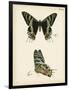 Butterfly Profile IV-Vision Studio-Framed Art Print