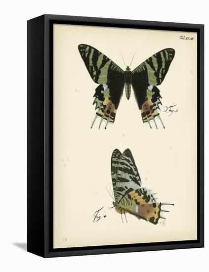 Butterfly Profile IV-Vision Studio-Framed Stretched Canvas
