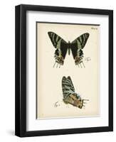 Butterfly Profile IV-Vision Studio-Framed Art Print