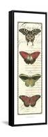 Butterfly Prose Panel I-null-Framed Stretched Canvas