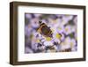 Butterfly, Red Admiral and Insect on Aster Blossoms-Uwe Steffens-Framed Photographic Print