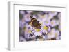 Butterfly, Red Admiral and Insect on Aster Blossoms-Uwe Steffens-Framed Photographic Print