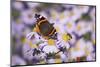 Butterfly, Red Admiral and Insect on Aster Blossoms-Uwe Steffens-Mounted Photographic Print
