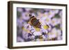 Butterfly, Red Admiral and Insect on Aster Blossoms-Uwe Steffens-Framed Photographic Print