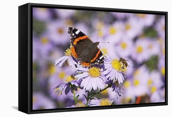 Butterfly, Red Admiral and Insect on Aster Blossoms-Uwe Steffens-Framed Stretched Canvas
