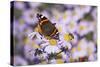 Butterfly, Red Admiral and Insect on Aster Blossoms-Uwe Steffens-Stretched Canvas
