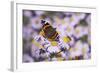 Butterfly, Red Admiral and Insect on Aster Blossoms-Uwe Steffens-Framed Photographic Print