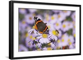 Butterfly, Red Admiral and Insect on Aster Blossoms-Uwe Steffens-Framed Photographic Print