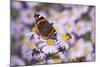 Butterfly, Red Admiral and Insect on Aster Blossoms-Uwe Steffens-Mounted Photographic Print