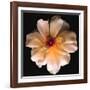 Butterfly Rose-Richard Reynolds-Framed Art Print