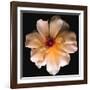 Butterfly Rose-Richard Reynolds-Framed Art Print