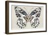 Butterfly's Kiss I-Isabelle Z-Framed Premium Giclee Print