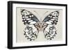 Butterfly's Kiss I-Isabelle Z-Framed Premium Giclee Print