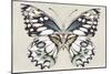 Butterfly's Kiss I-Isabelle Z-Mounted Premium Giclee Print