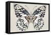 Butterfly's Kiss I-Isabelle Z-Framed Stretched Canvas